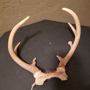 Sm 8 point Deer Antlers